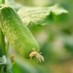 《Science》ARF3介導(dǎo)的生長(zhǎng)素信號(hào)對(duì)黃瓜性別決定至關(guān)重要