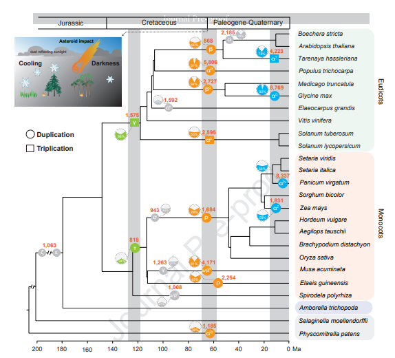 陸地植物基因組復(fù)制歷史