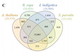 板藍(lán)根基因家族聚類