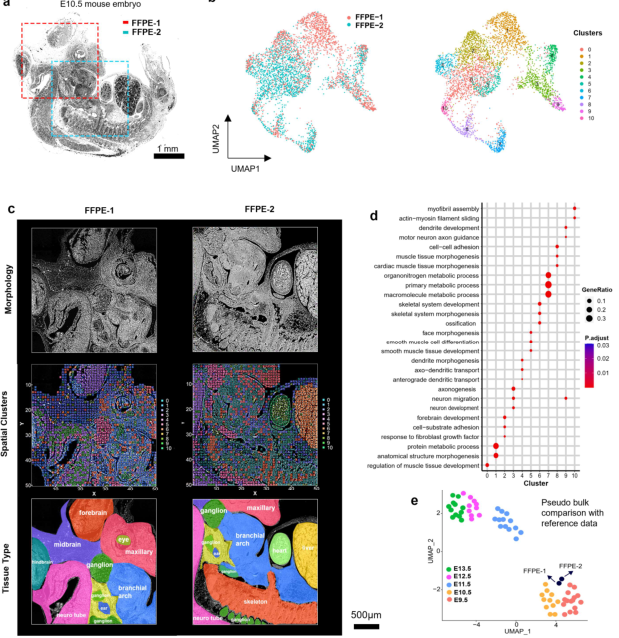 FFPE空間轉(zhuǎn)錄組解析小鼠胚胎時(shí)空?qǐng)D譜[3]