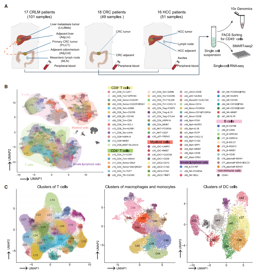 圖1 CRLM、HCC和CRC不同的免疫特征