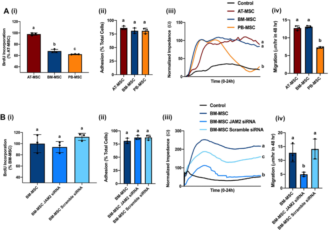 圖3敲除骨髓間充質(zhì)基質(zhì)細(xì)胞（MSCs）的連接粘附分子2（JAM2）可改變細(xì)胞的運(yùn)動性