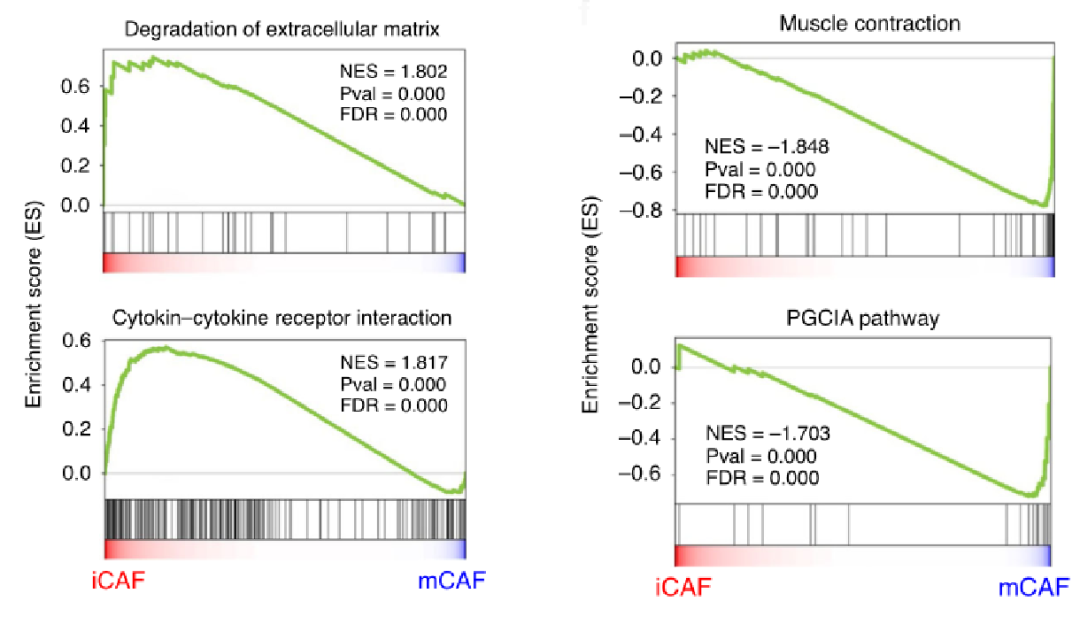 圖4?利用GSEA分析膀胱癌腫瘤相關成纖維細胞顯著富集的通路[5]