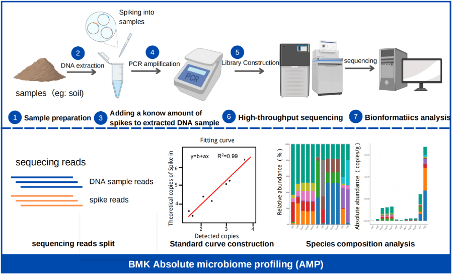 百邁客微生物絕對(duì)定量技術(shù)路線 百邁客微生物絕對(duì)定量技術(shù)路線