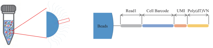 圖3：引物結(jié)構(gòu)示意圖。