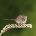 Nature Communications | 全長轉(zhuǎn)錄組助力重慶醫(yī)科大學成功解析可變剪切新機制