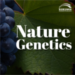【項目文章】Nature Genetics | 國內(nèi)科學家團隊在葡萄屬超級泛基因組研究中獲得重大突破