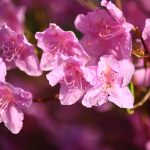 iMeta | T2T水平的百合杜鵑基因組被報道