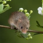 IF=26.7 | 酸味竟然能緩解肝臟損傷？科學家揭秘“酸入肝”的科學依據(jù)！