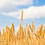 山東省農(nóng)業(yè)科學家成功繪制小麥基因組從“頭”到“尾”無缺口的精確組裝