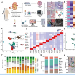 項目文章 | 時空多組學技術(shù)助力科學家團隊在國際著名期刊發(fā)表最新成果