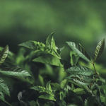 SLAF-seq技術(shù)助力科學家團隊構(gòu)建油茶DNA指紋圖譜