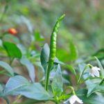 項目文章 | 突破性成果！辣椒基因組調(diào)控元件圖譜被系統(tǒng)繪制