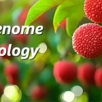 廣東省農(nóng)科院聯(lián)合華南農(nóng)大、中國熱帶農(nóng)科院在荔枝資源群體遺傳和果實性狀形成方面取得重要進展