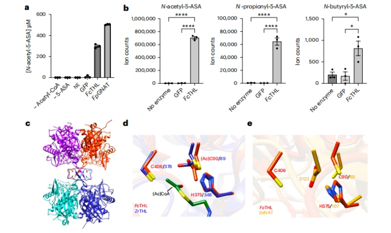 圖3?5-ASA在體外的乙?；钚缘淖C實(shí)